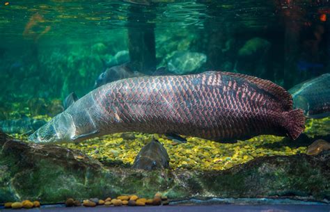 Amazon River Fish: Best Known Species .